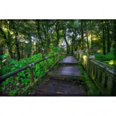Sihirli Kağıt Doğa Temalı Tablo Orman Köprü Statik Tutunma Özellikli Yapıştırma Gerektirmez 175x117cm
