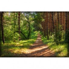 Sihirli Kağıt Doğa Temalı Tablo Orman Yol Statik Tutunma Özellikli Yapıştırma Gerektirmez 175x117cm