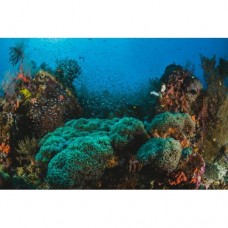 Sihirli Kağıt Dekoratif Perde Okyanus ve Mercan Desenli Duşakabin Camlarına Özel Statik Tutunma Özellikli Yapıştırma Gerektirmez