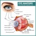 Magic Paper Eye Anatomy Transparent 100x100cm