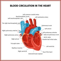 Magic Paper Heart Anatomy 50x50cm