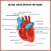 Magic Paper Heart Anatomy 100x100cm