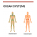 Magic Paper Human Body Systems 70x100cm