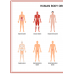 Magic Paper Human Body Systems 70x100cm