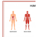 Magic Paper Human Body Systems 70x100cm