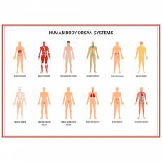 Magic Paper Human Body Systems 70x100cm